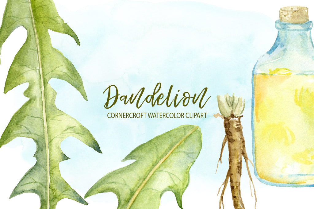 watercolor dandelion illustration, medicinal plant, herb, yellow flower