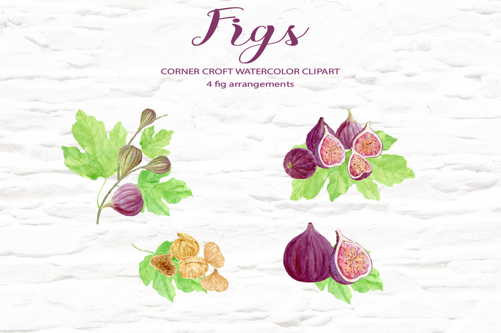 Watercolor figs, fig illustration, fig composition