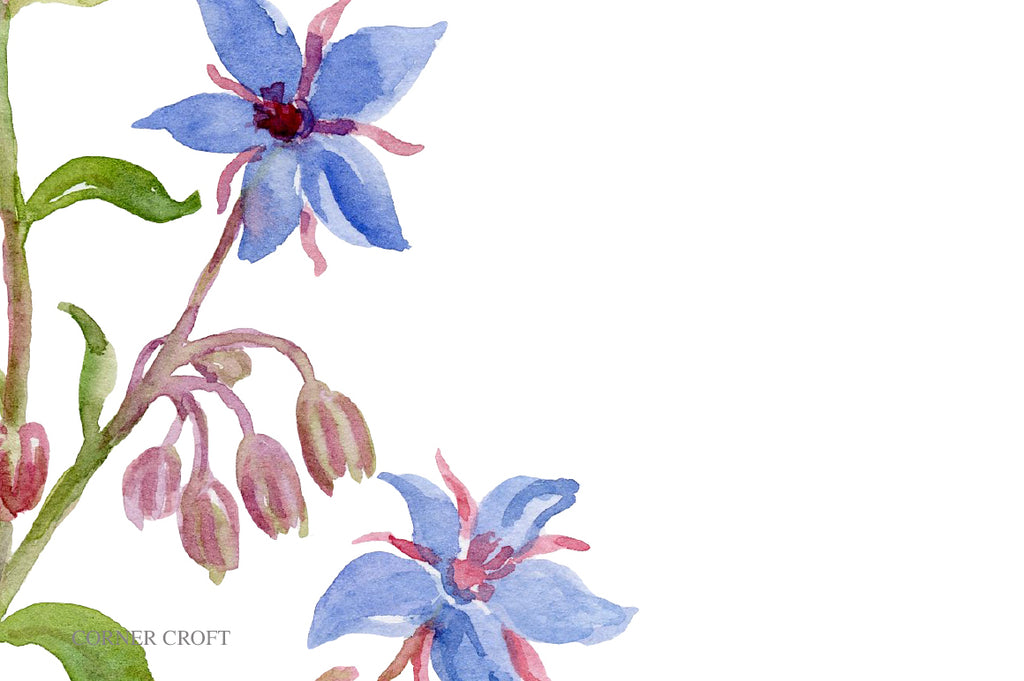 watercolor herb borage, borage plant with blue flowers, herb illustration, borage flower