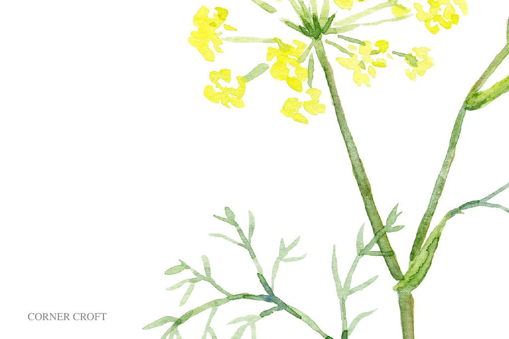 dill flower illustration, kitchen herb illustration, instant download, herb printable 