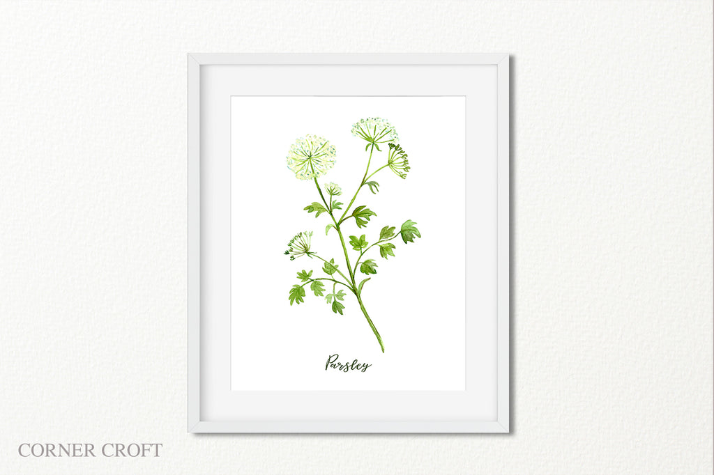 watercolor illustration of herb, parsley illustration, kitchen print 