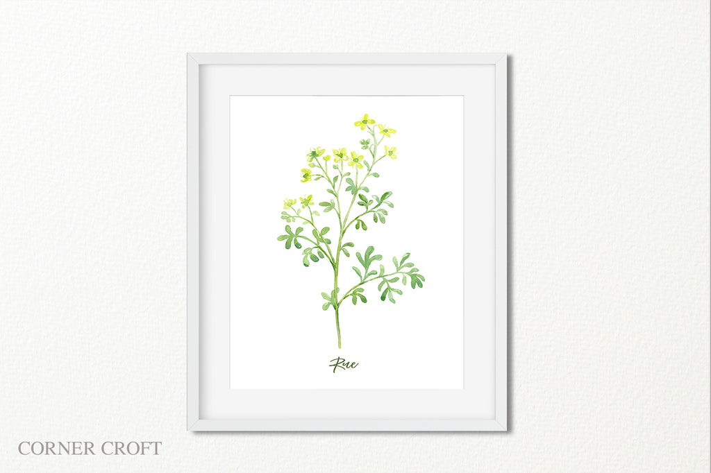 botanical illustration of rue, medicinal her plant, yellow flowers
