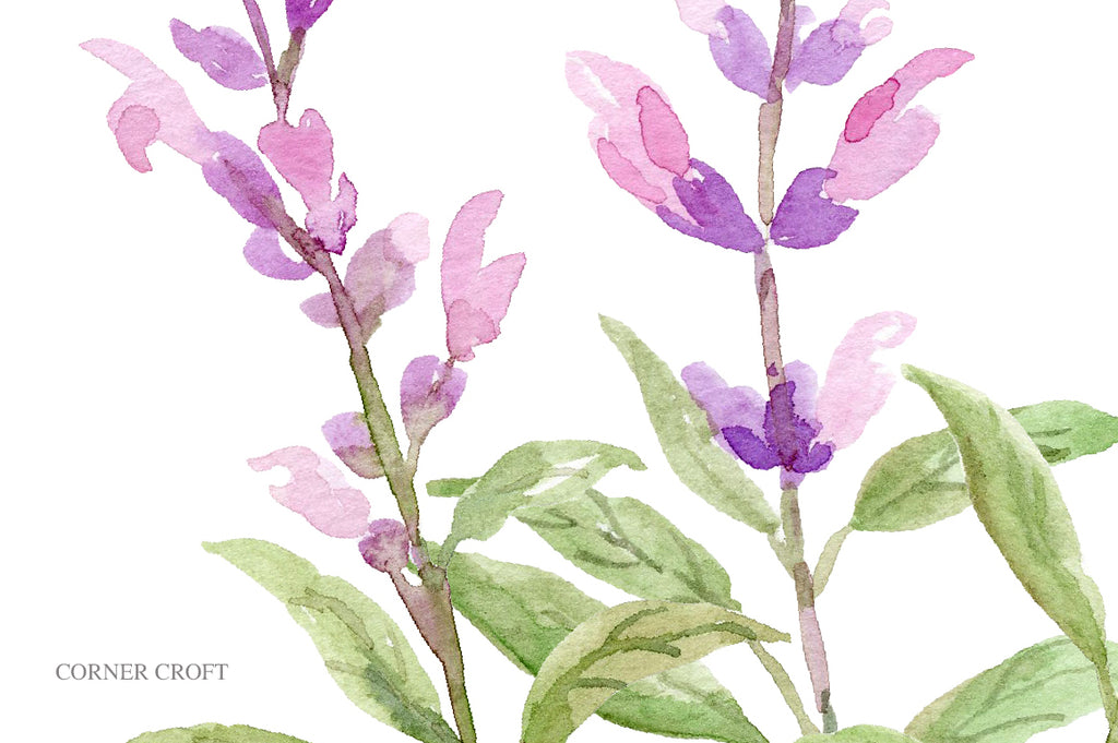 watercolor sage flower, herb flower sage, instant download