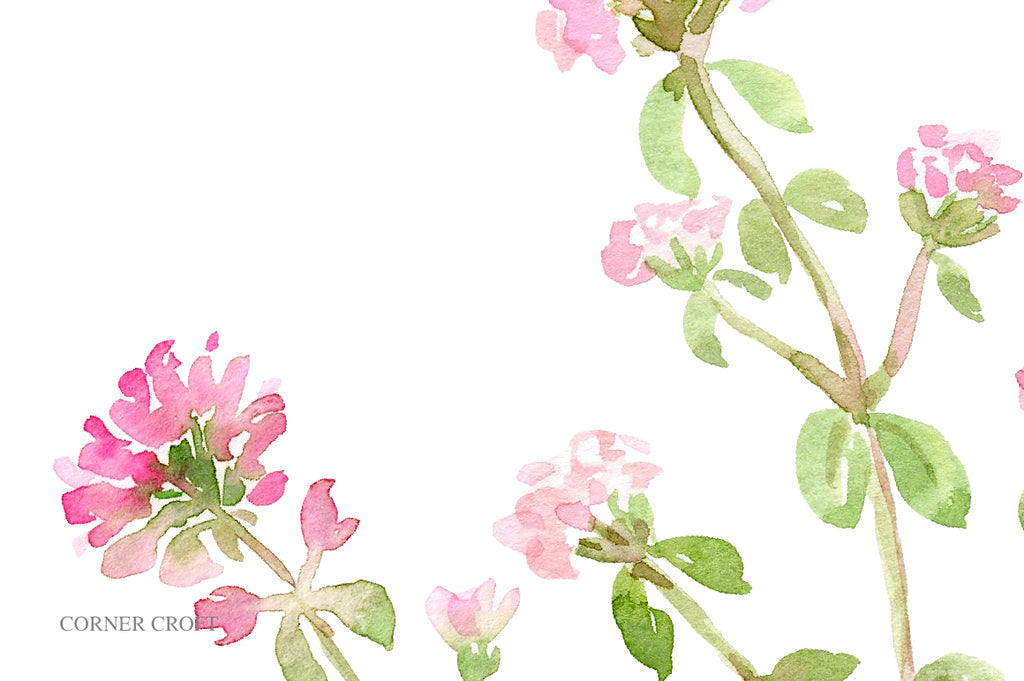 herb thyme flowers, pink flower, watercolor illustration of herb thyme