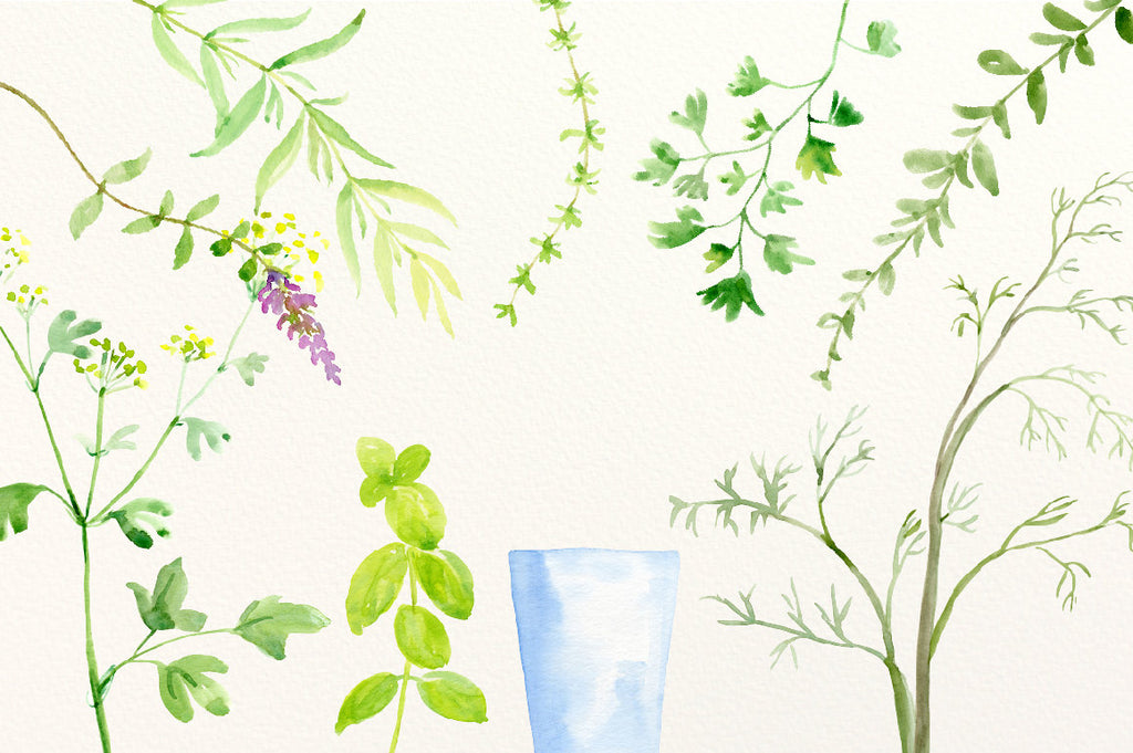 Watercolor herbs including basil, mint, parsley, bay leaves, chives, thyme, sage and rosemary branches, marjoram, oregano, lovage, coriander and tarragons, pots and basket for instant download.