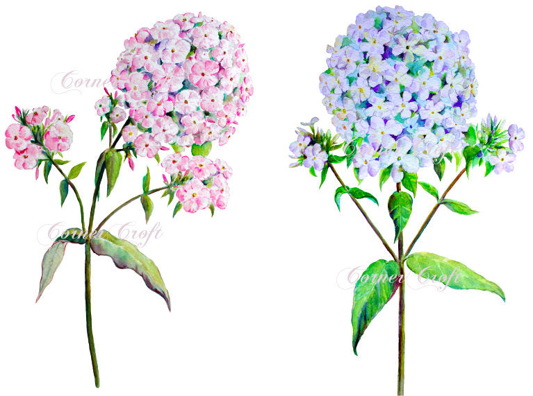 watercolor pink phlox, blue phlox flowers, detailed botanical illustration of phlox
