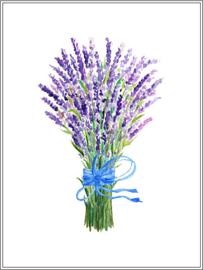 watercolour illustration lavender, bunch of lavender, 