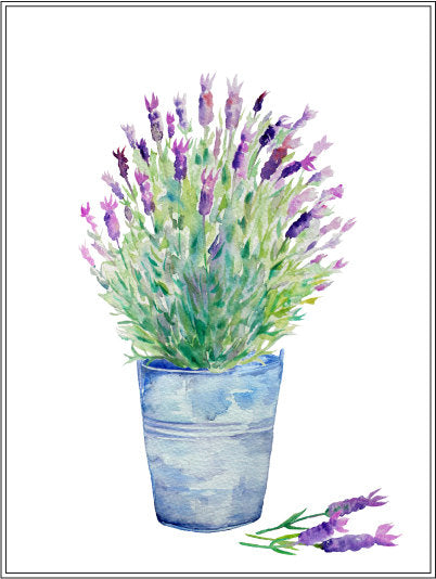 watercolour lavender, French lavender, purple lavender, 