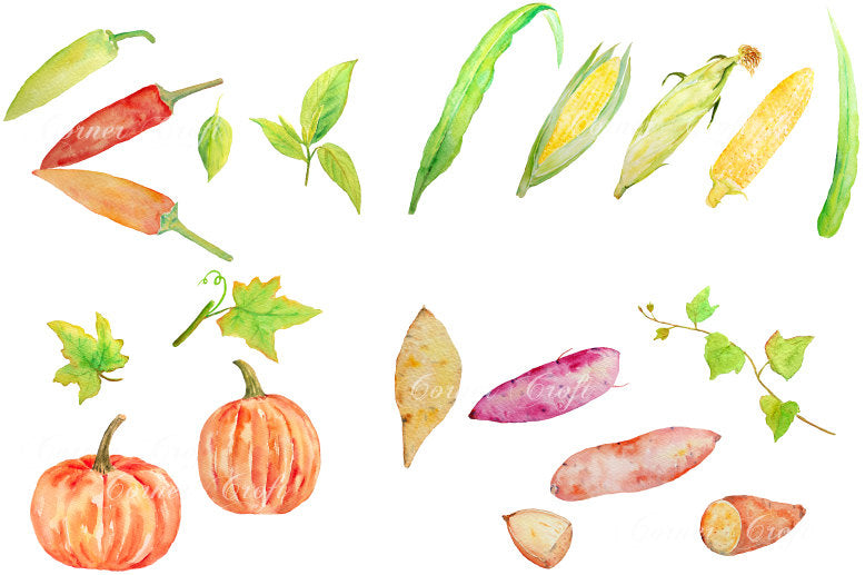watercolor illustration vegetables sweet potatoes, chilli peppers, pumpkins and sweet corns