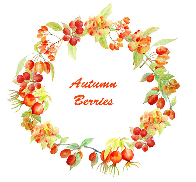 watercolor autumn berries, golden berry, berry clipart