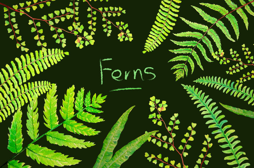 watercolour green fern, green leaf, leaf illustration 