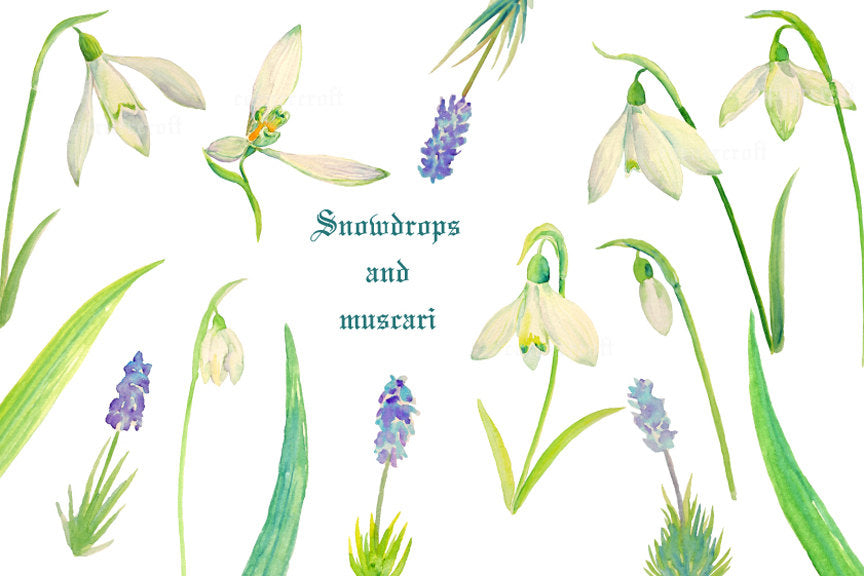 Watercolor Clipart Spring Flowers Snowdrops & Muscari