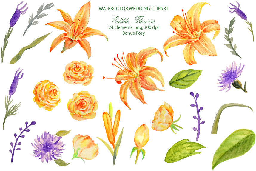 Edible flower clipart, watercolor day lily, roses, corn flowers,lavenders and leaves