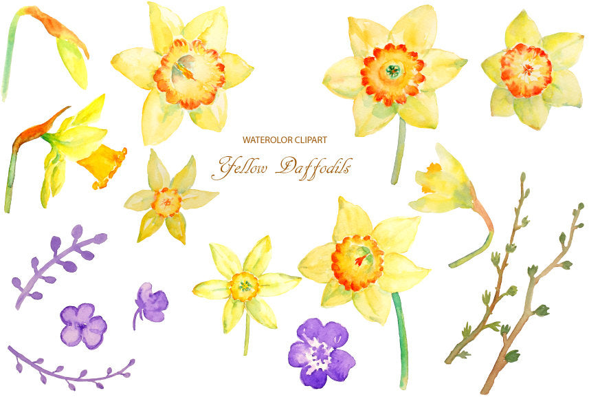 watercolor spring flower yellow daffodils, daffodil illustration, watercolor graphics 