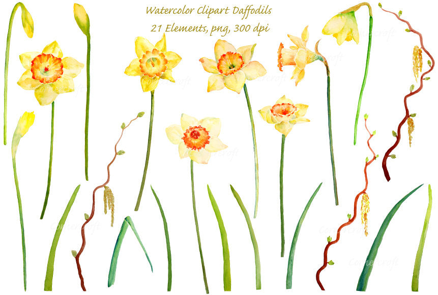Watercolor spring flowers with long stem, spring bulbs, yellow flower illustration 