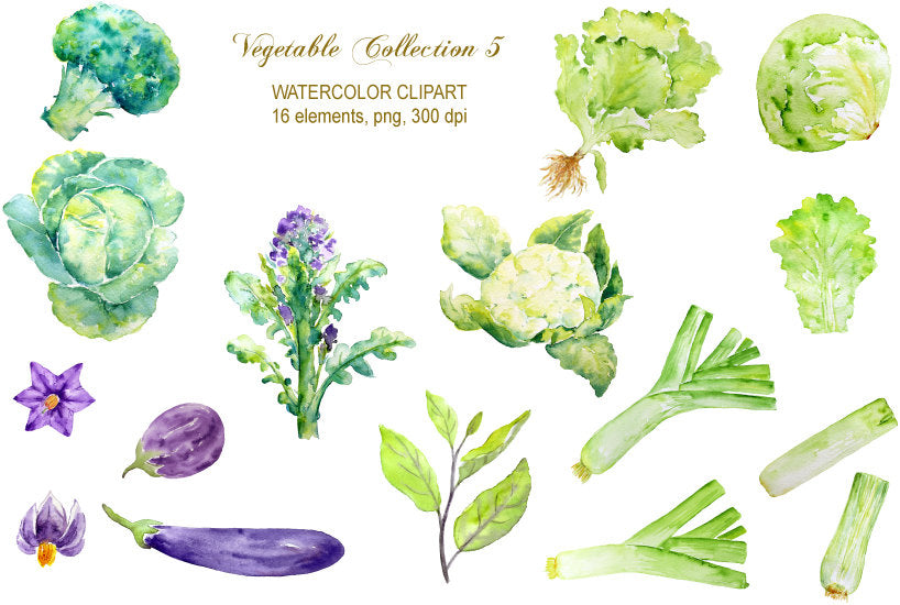 watercolor vegetable clipart, food clipart, lettuce, leeks, aubergine, cabbage, broccoli