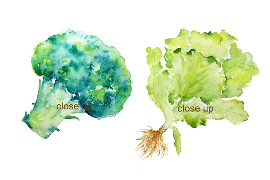 watercolour clipart, garden growth, food illustration, lettuce, leeks, aubergine, cabbage, broccoli