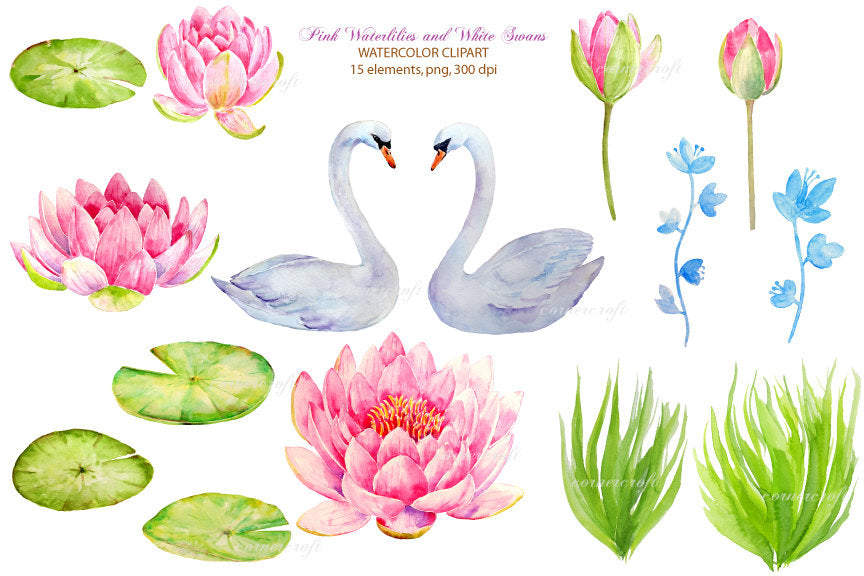 watercolor illustration white swan, heart, pink waterlily instant download
