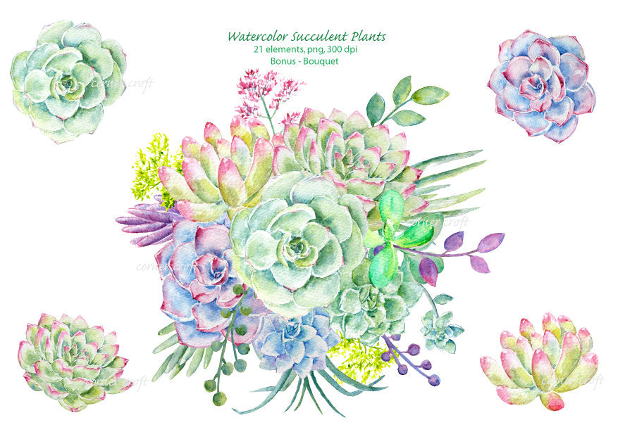 watercolor clipart succulent plants, detailed watercolor illustration 