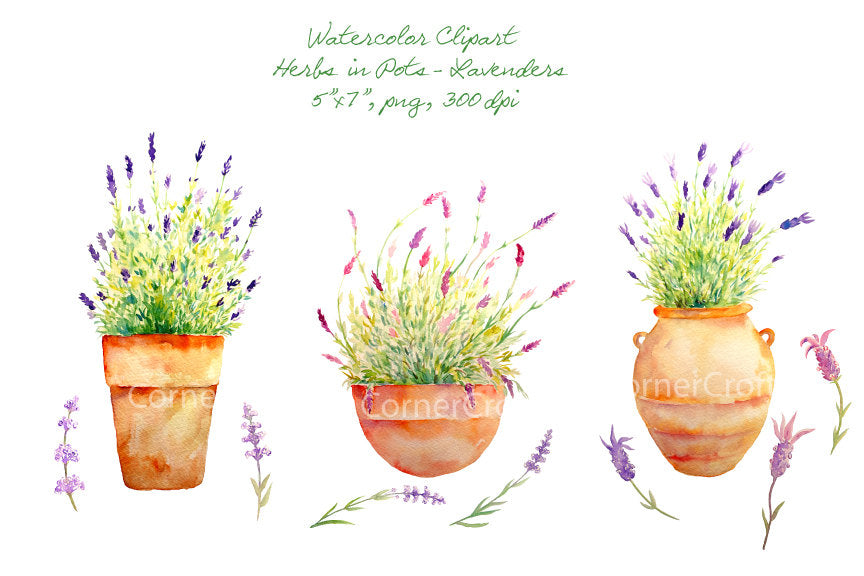 watercolor lavender in terracotta pots, detailed herb illustration, lavender flowers
