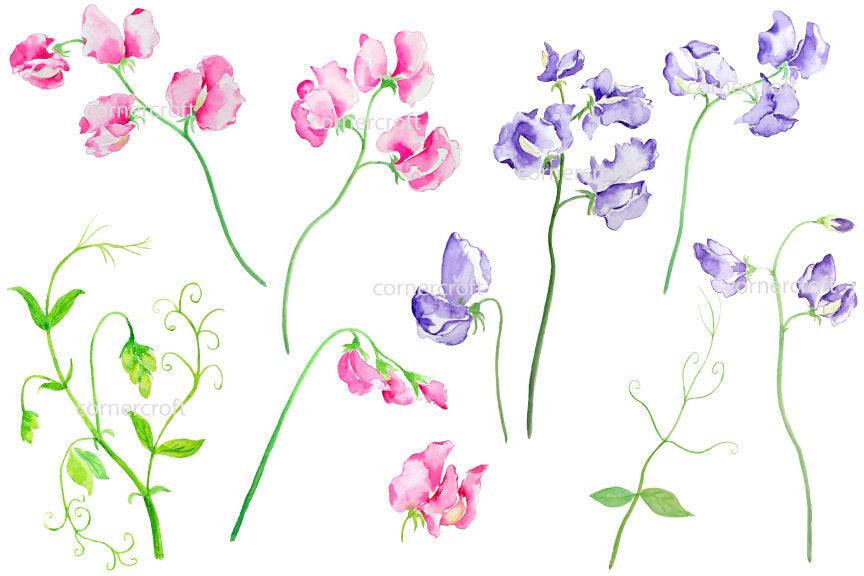 garden flower sweet pea, pink sweet pea, purple sweet, sweet pea print