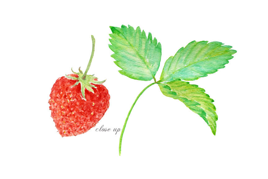 watercolor strawberry clipart, botanical illustration of strawberry, strawberries, red berries, strawberries 