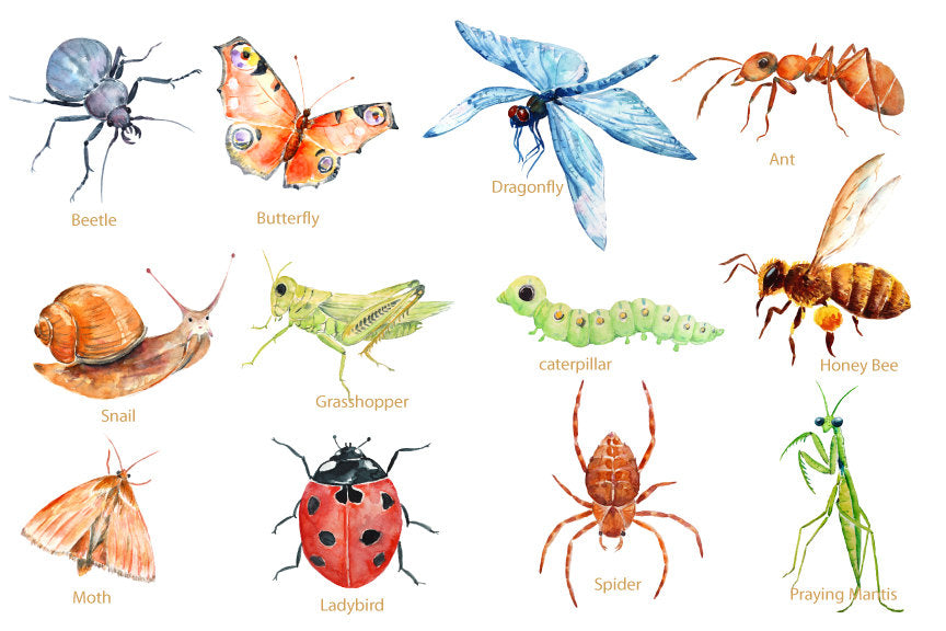 Digital file of watercolor ant, caterpillar, ladybird, dragonfly, grasshopper, praying mantis, honey bee, moth, snail, beetle, butterfly and spider