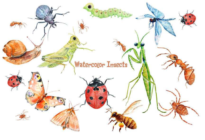 Watercolor illustration of ant, caterpillar, ladybird, dragonfly, grasshopper, praying mantis, honey bee, moth, snail, beetle, butterfly and spider
