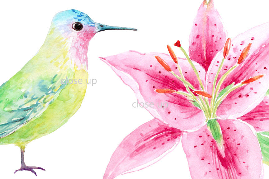 watercolor pink lily illustration, bird illustration, wedding clipart