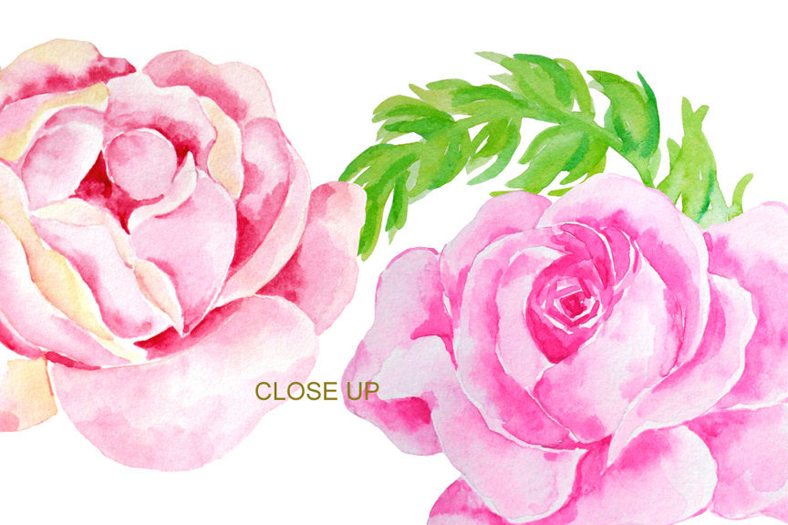 watercolor classic rose, rose clipart, rose illustration 