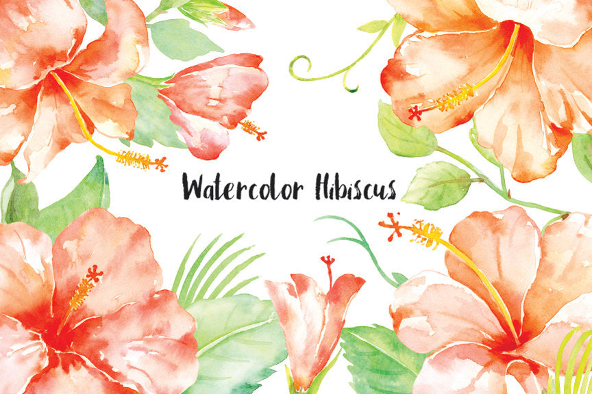 watercolor hibiscus clipart, orange hibiscus, hibiscus illustration 