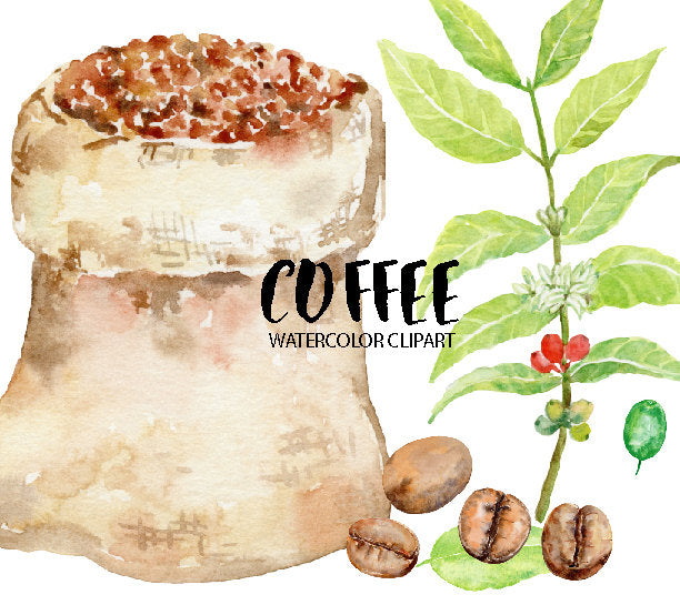 Hand painted coffee bean clipart for instant download, coffee leaves, coffee branches, coffee tree, coffee cherry. They are perfect for making greeting cards, shop banners, headers, blog background, printable art, branding and logos.
