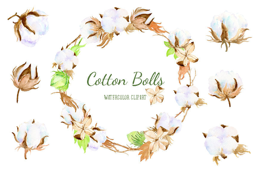 Watercolor cotton boll clipart, cotton illustration, cotton branch