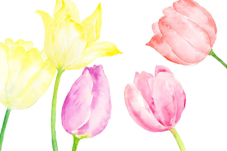 watercolour tulips and spring bulbs for instant download 