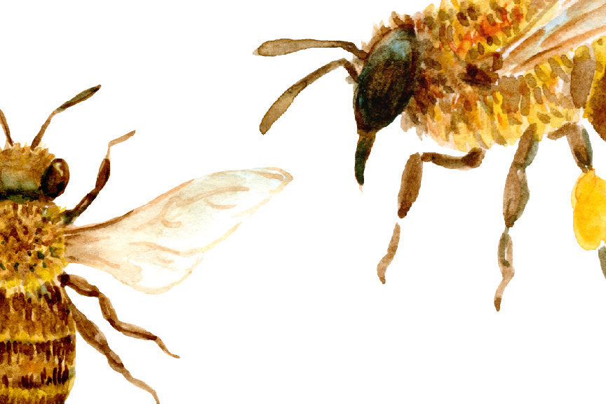 watercolor honey bee graphics, bee keeping clipart, bee graphics 