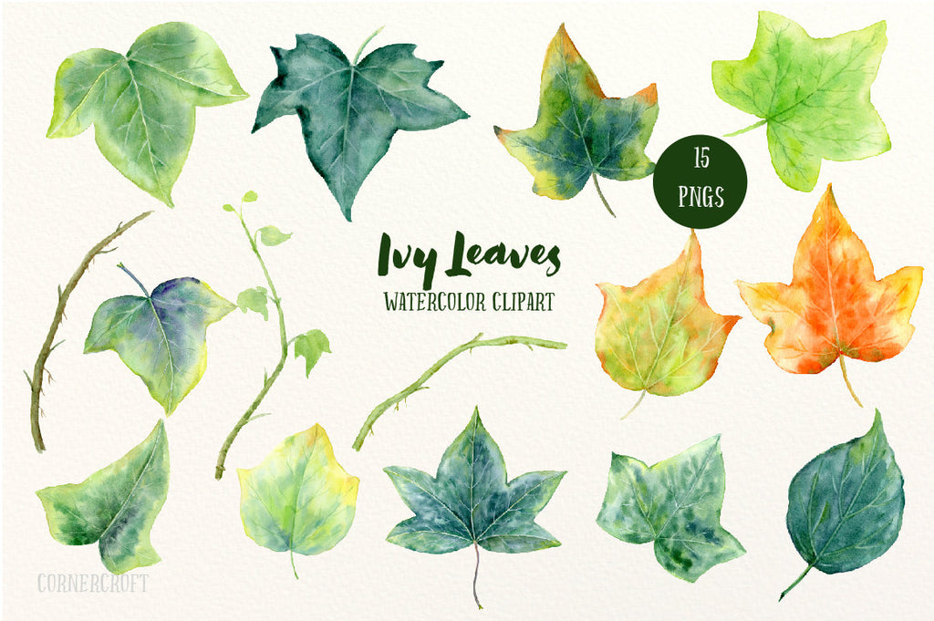 watercolour ivy leaf illustration, leaf clipart