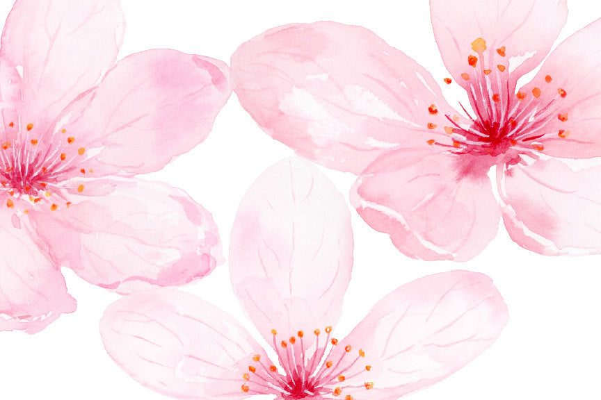 botanical illustration of pink cherry flowers. Corner Croft artwork 
