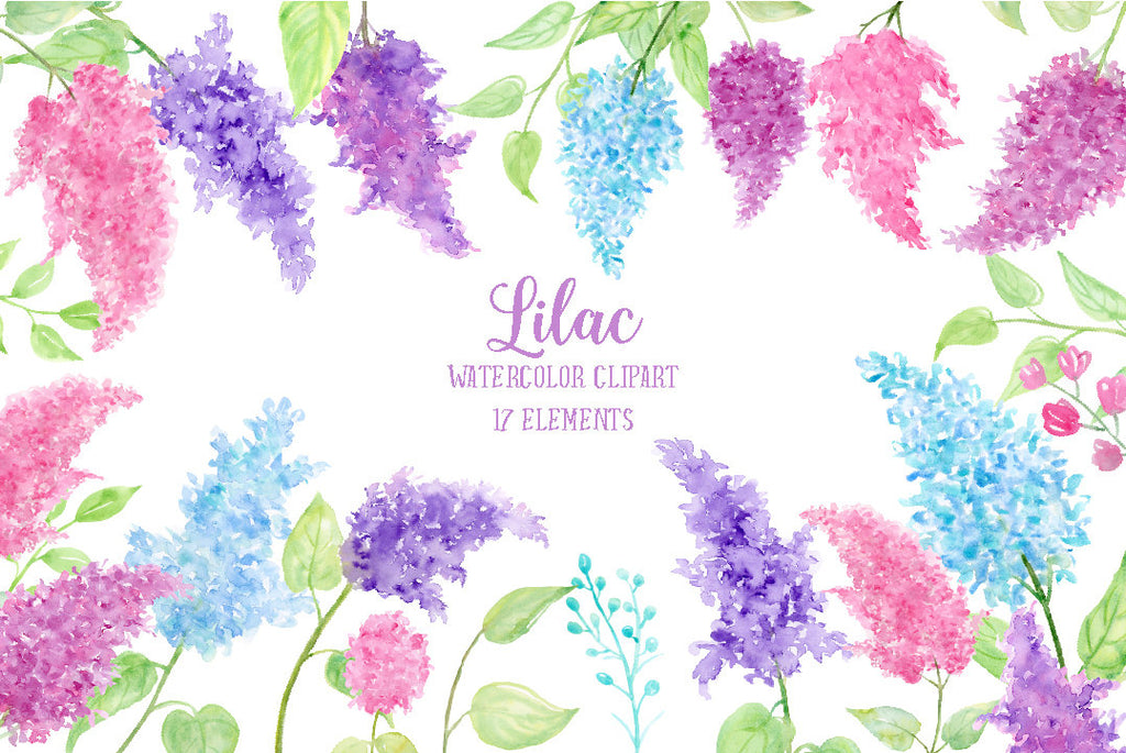 watercolor illustration of pink lilac, blue lilac and purple lilac flower