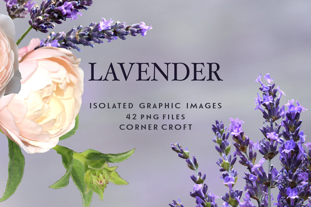 purple lavender clipart, herb clipart, isolated graphics of flowers instant download 