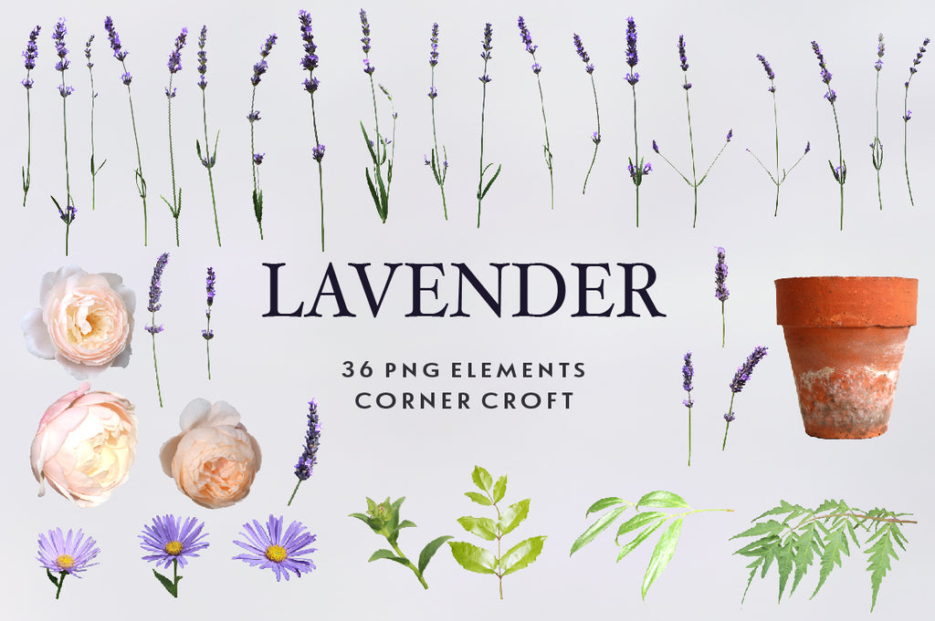 lavender images on transparent background, digital files for instant download 
