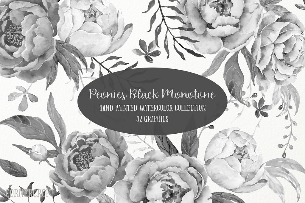 black and white peony collection, peonies black montone illustration