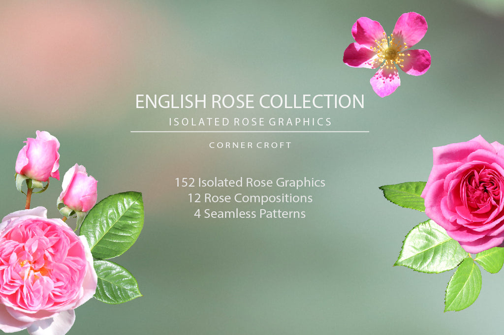 rose graphic, isolate rose objects, wedding invitation, graphics design, social media design