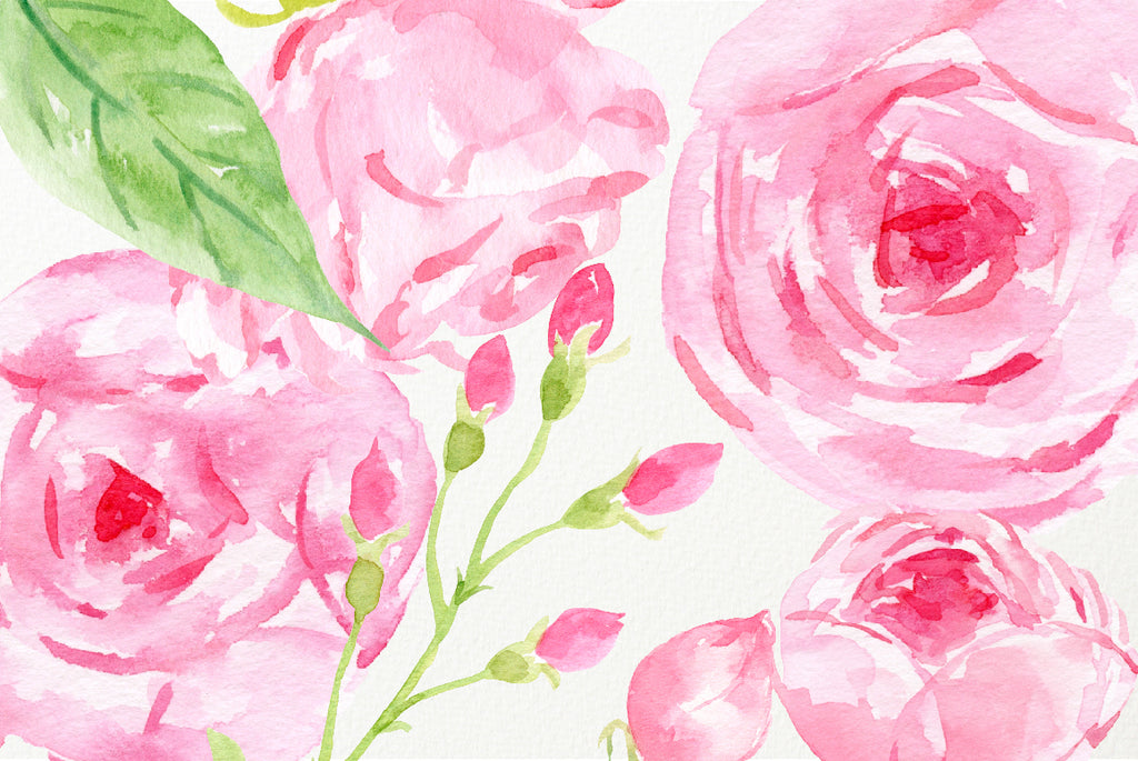 watercolor rose collection, rose illustration, pink rose instant download 