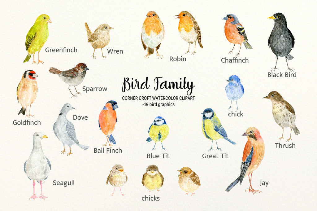 waterolor birds wren, robin, chaffinch, black bird, greenfinch, sparrow, goldfinch, dove, seagull, chickes, blue tit, great tit, jay, thrush