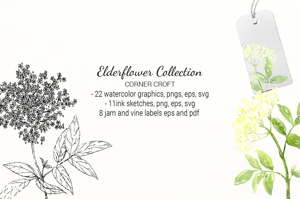 watercolor elderflower, pen sketch elderflower, png, svg cut file, vector elderflower, instant download 