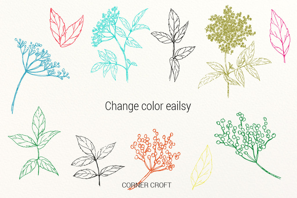 watercolor elderflower, pen sketch elderflower, png, svg cut file, vector elderflower, instant download 