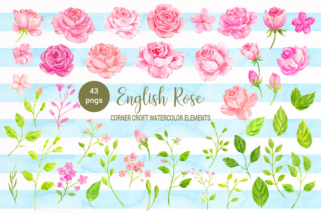 watercolor illustration of cottage rose, pink rose, peach rose, instant download 