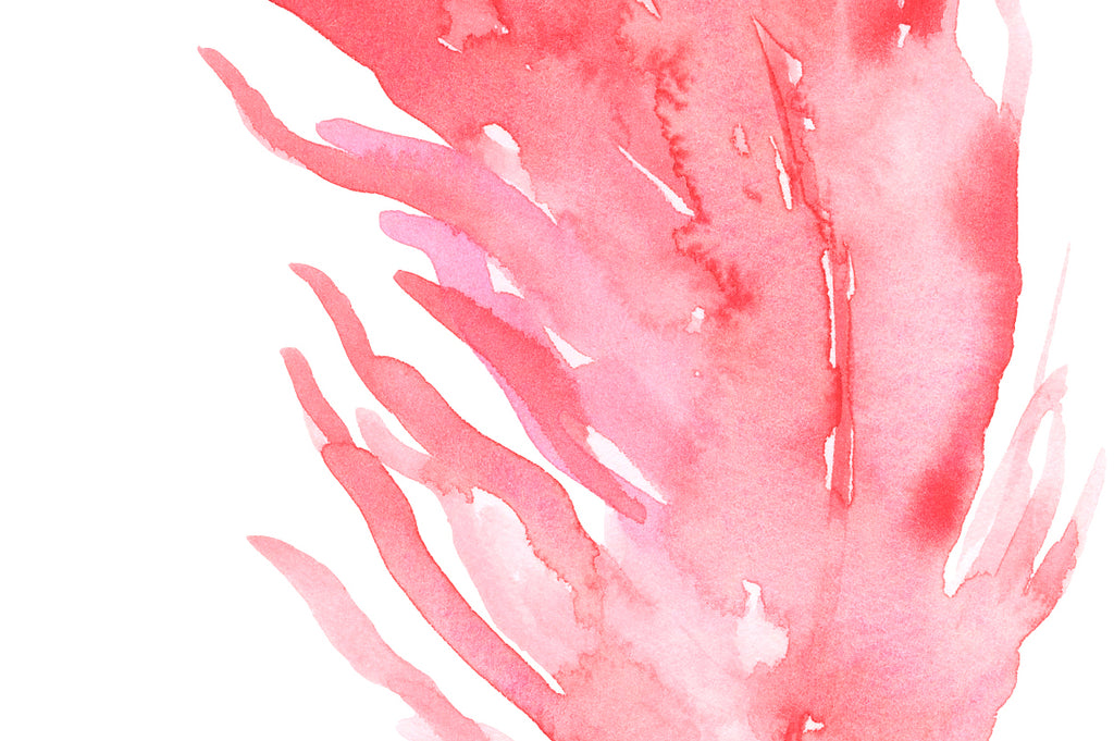 watercolor feather pink, salmon pink, digital artwork, corner croft 