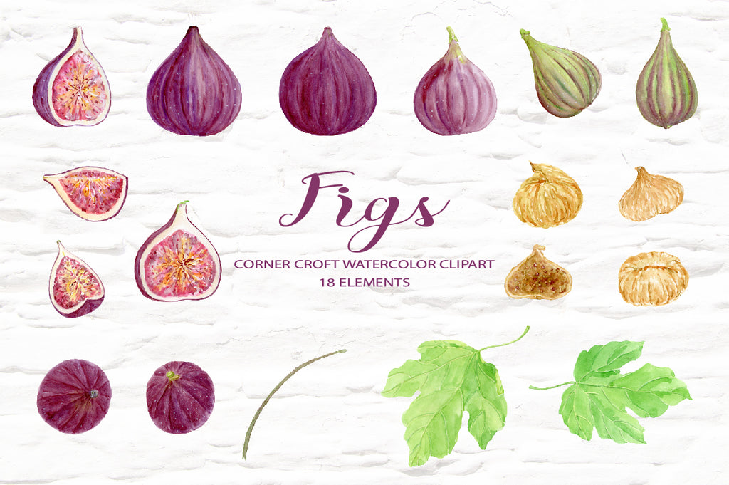 Watercolor fig clipart, hand painted watercolor botanical figs, food clipart