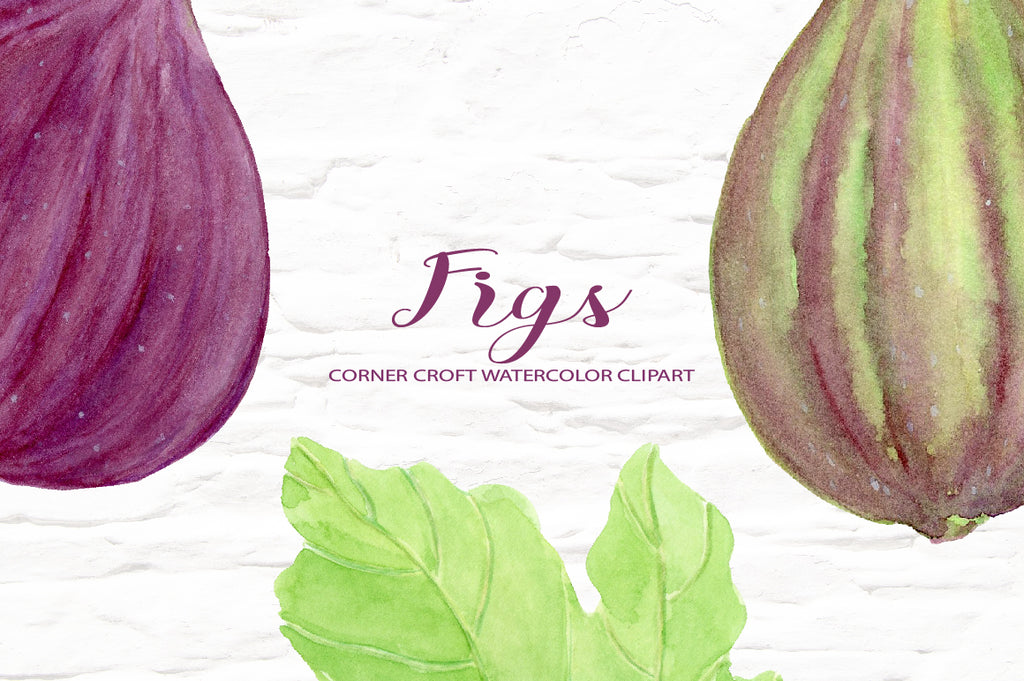 Watercolor detail fig painted, isolated fig, instant download
